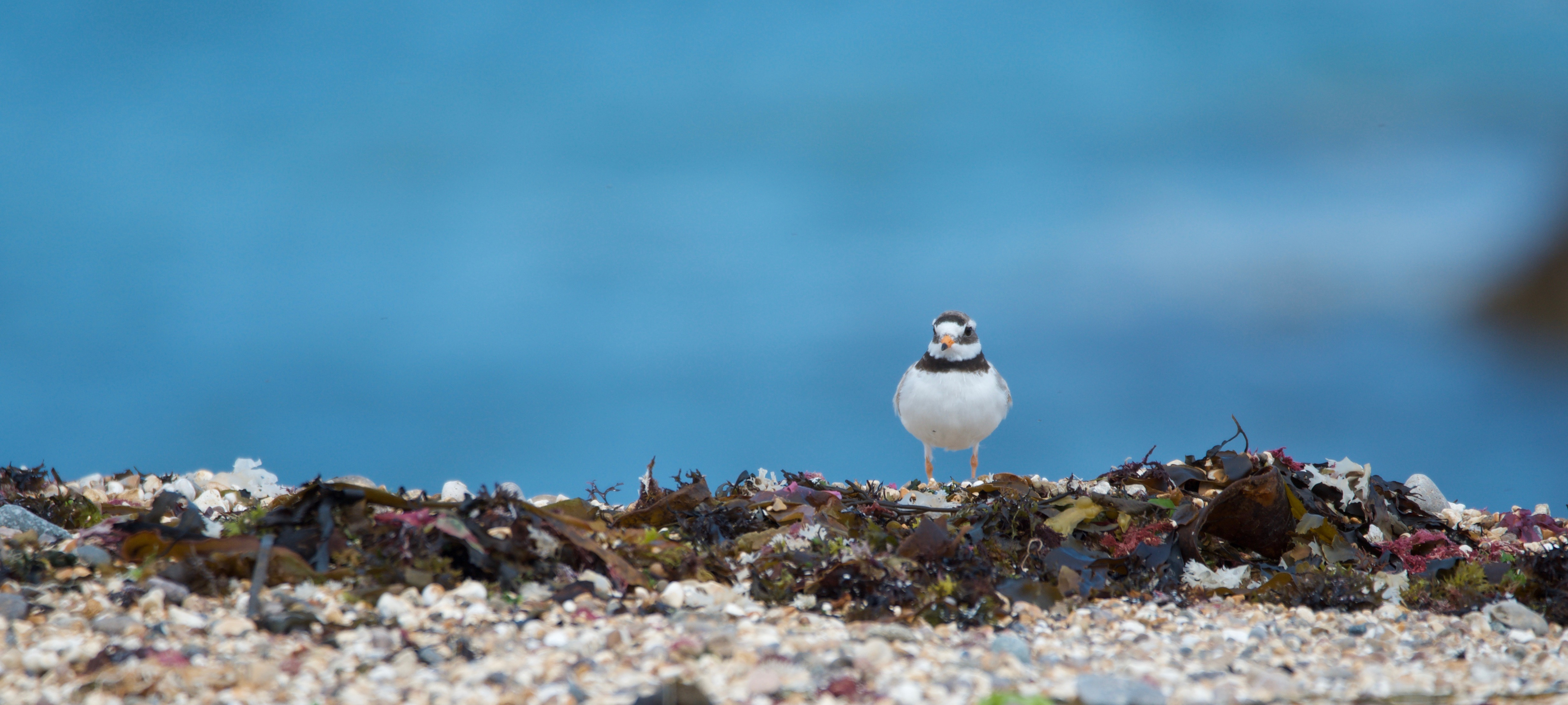 Ringed Plover homepage