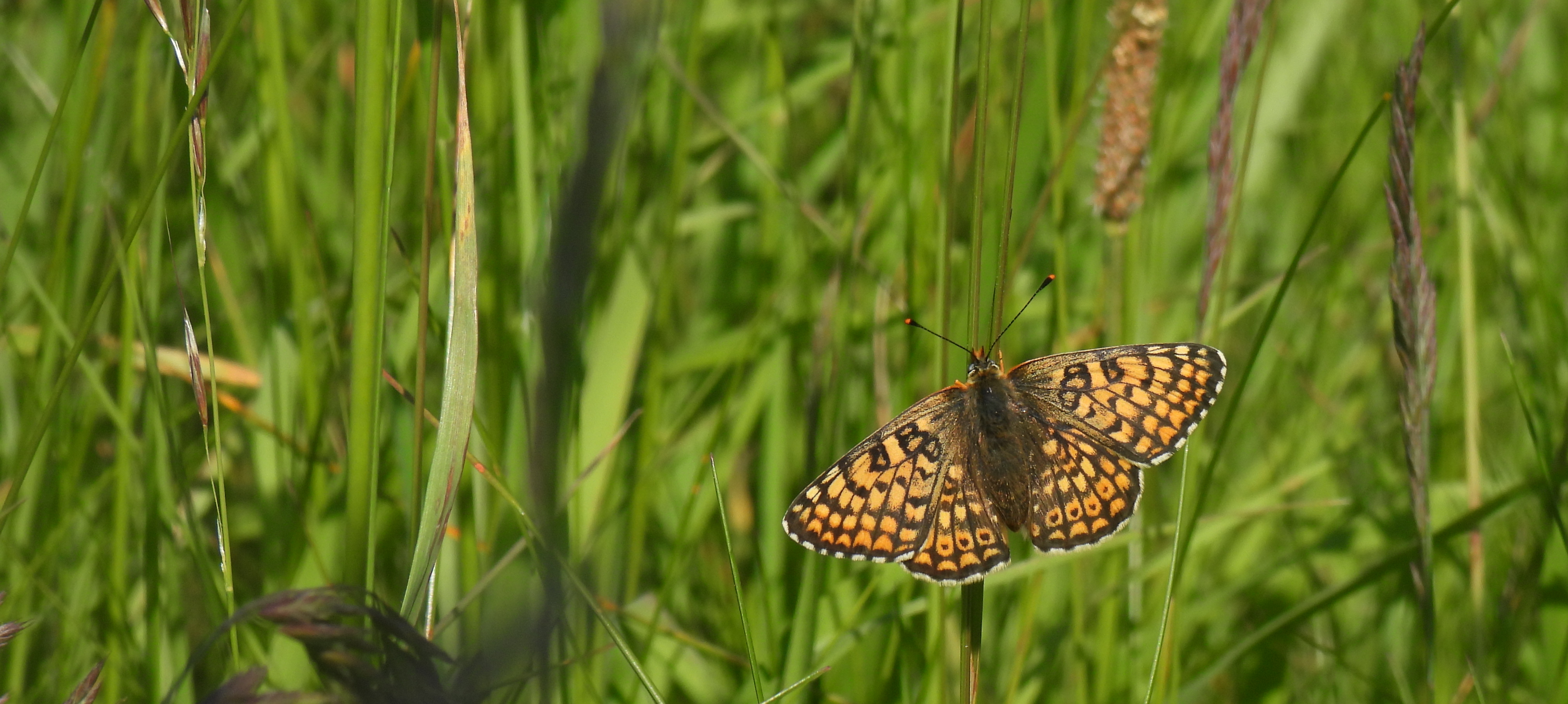 Glanville Fritillary Butterfly