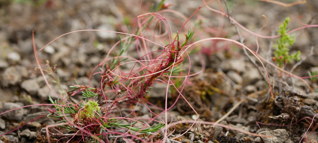 Dodder CC-by-NC Esteban Prat