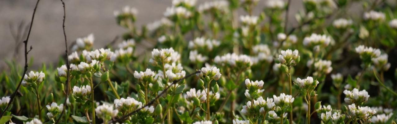 Early Scurvy-grass - cc-by-nc Ricarda Bergen